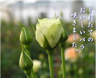 バラ写真